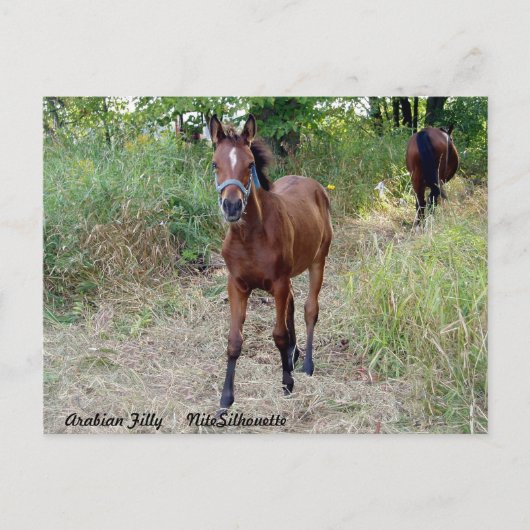 ナイトシルエット ポストカード (正面)