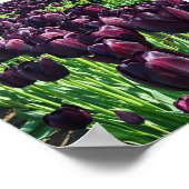 ナイトチューリップの女王 ポスター (角)