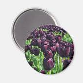 ナイトチューリップの女王 マグネット (正面/裏面)