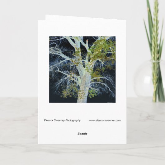 「ナイトツリー」ツリー&スカイのデジタル変更イメージ カード (裏面)