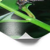 ナイトバタフライブラックアゲハチョウアットシェナンドア フォトプリント (角)