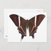 ナイトバタフライ ポストカード (正面/裏面)