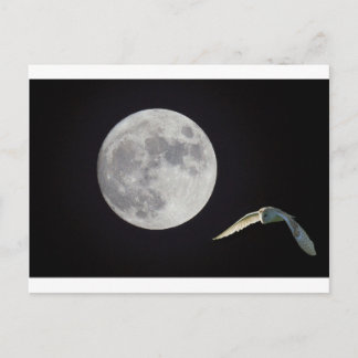 ナイトフクロウ ポストカード