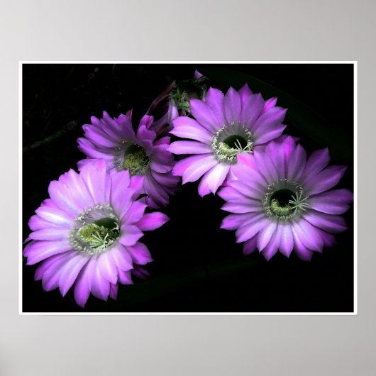 ナイトブルーム ポスター (正面)