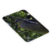 ナイトヘロン写真磁石 マグネット (右側)