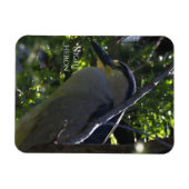 ナイトヘロン写真磁石 マグネット (横)