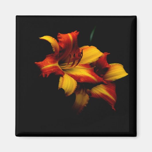 ナイトリリー… マグネット (正面)