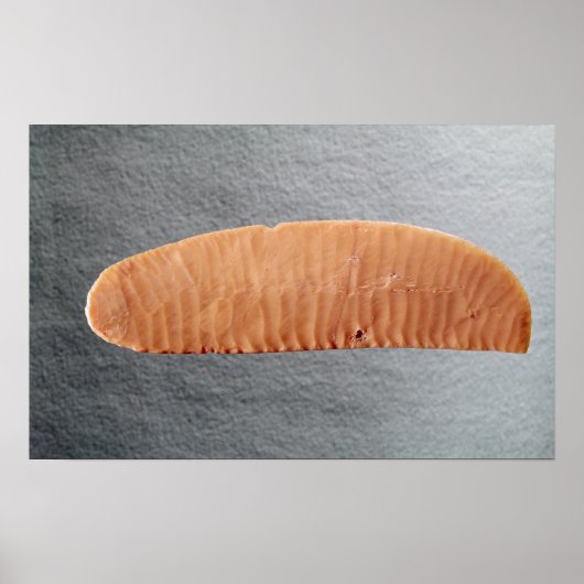 ナイフの刃 ポスター (正面)