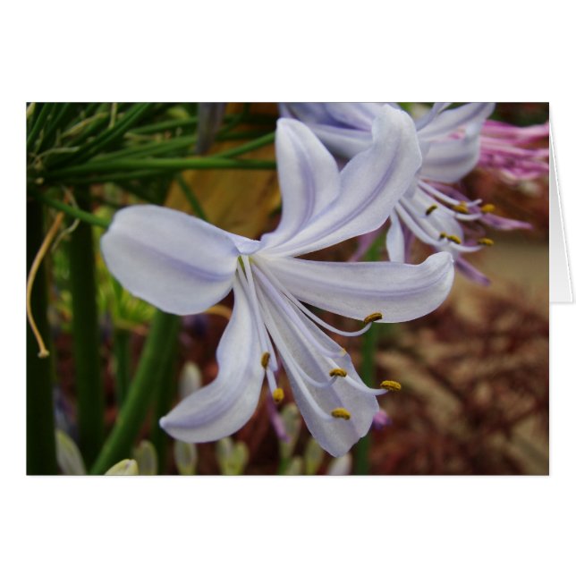 ナイルのユリ (正面横)