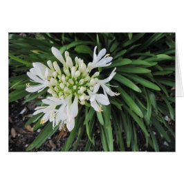 ナイルのユリ: あなたの考えること