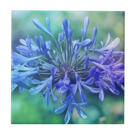 ナイルのユリ タイル (正面)