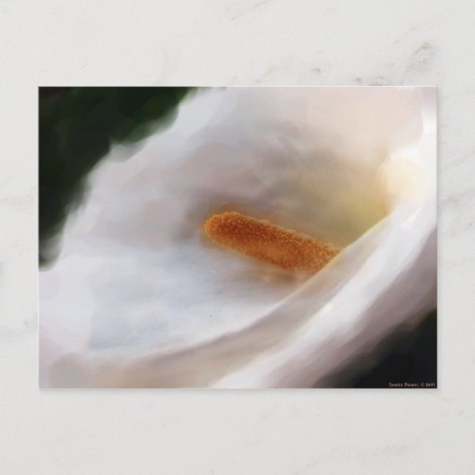 ナイルの葉書のリリー ポストカード (正面)