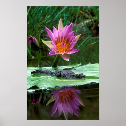 ナイルクロコダイル(Crocodylus Niloticus)ハッチリング ポスター (正面)