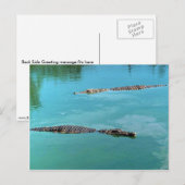 ナイルクロコディレス ポストカード (正面/裏面)