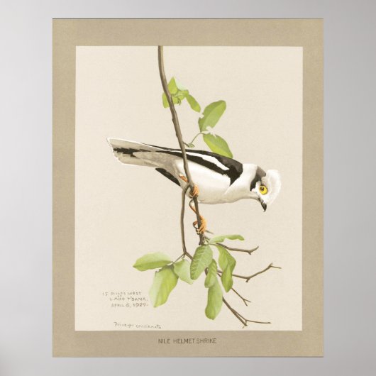 ナイルヘルメットシェイク ポスター (正面)