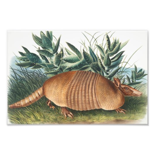 ナインバンドArmadillo (Dasypus Peba)イラストレーション フォトプリント (正面)