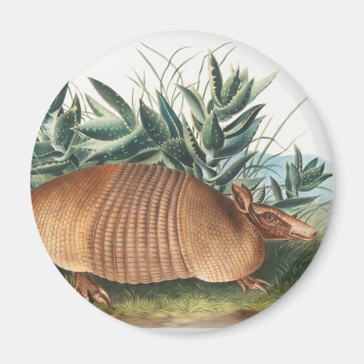 ナインバンドArmadillo (Dasypus Peba)イラストレーション マグネット (正面)