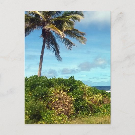 ナウル・パーム ポストカード (正面)