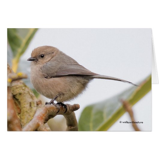 ナシの木にかわいいソングバード (正面横)