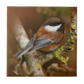 ナシの木にかわいい栗の《鳥》アメリカゴガラ タイル (正面)