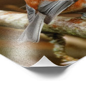 ナシの木にかわいい栗の《鳥》アメリカゴガラ フォトプリント (角)