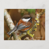ナシの木にかわいい栗の《鳥》アメリカゴガラ ポストカード (正面)