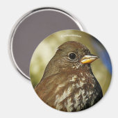 ナシの木の美しいキツネスズメ マグネット (正面/裏面)