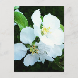 ナシの木の花 ポストカード