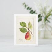 ナシの枝(Pyrus Communis)(1893)小 ポストカード (スタンド正面)