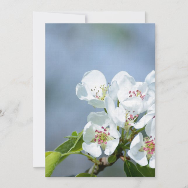 ナシの花 (正面)