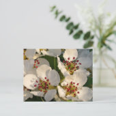 ナシの花 ポストカード (スタンド正面)