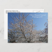 ナショナルさくらんぼブロッサムフェスティバルワシントンDC 001 ポストカード (正面/裏面)