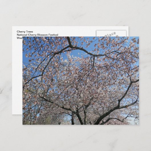 ナショナルさくらんぼブロッサムフェスティバルワシントンDC 004 ポストカード (正面/裏面)