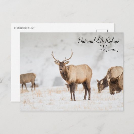 ナショナルエルクレフュージワイオミンハガキ ポストカード (正面/裏面)