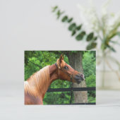 ナショナルショーホース ポストカード (スタンド正面)