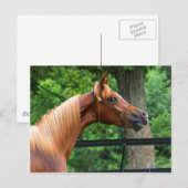 ナショナルショーホース ポストカード (正面/裏面)