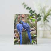 ナショナル・アヴィアリーでの愛の鳥 ポストカード (スタンド正面)