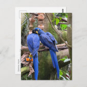 ナショナル・アヴィアリーでの愛の鳥 ポストカード (正面/裏面)