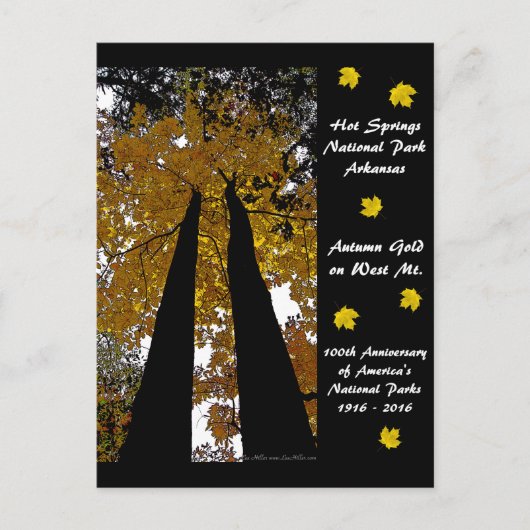 ナショナル・パーク100年ホット春秋金ゴールド ポストカード (正面)