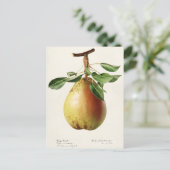 ナシ(Pyrus Communis)フルーツウォーター絵画カラー ポストカード (スタンド正面)
