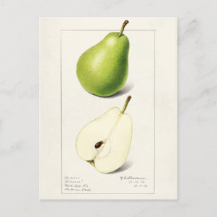 ナシ(Pyrus Communis)フルーツウォーター絵画カラー ポストカード