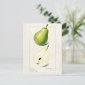 ナシ(Pyrus Communis)フルーツウォーター絵画カラー ポストカード (スタンド正面)