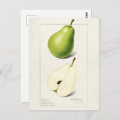 ナシ(Pyrus Communis)フルーツウォーター絵画カラー ポストカード (正面/裏面)