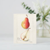 ナシ(Pyrus Communis)フルーツウォーター絵画カラー ポストカード (スタンド正面)