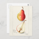 ナシ(Pyrus Communis)フルーツウォーター絵画カラー ポストカード (正面/裏面)