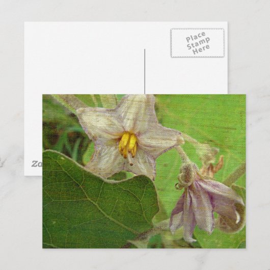 ナスの花 ポストカード (正面/裏面)