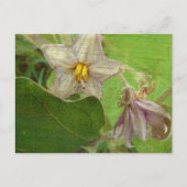 ナスの花 ポストカード (正面)