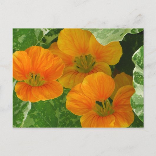 ナスタウ白熱［赤熱］光を放つム ポストカード (正面)