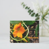 ナスタチウム花写真植物学 ポストカード (スタンド正面)