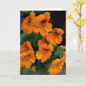 ナスタチウム カード (黄色い花)